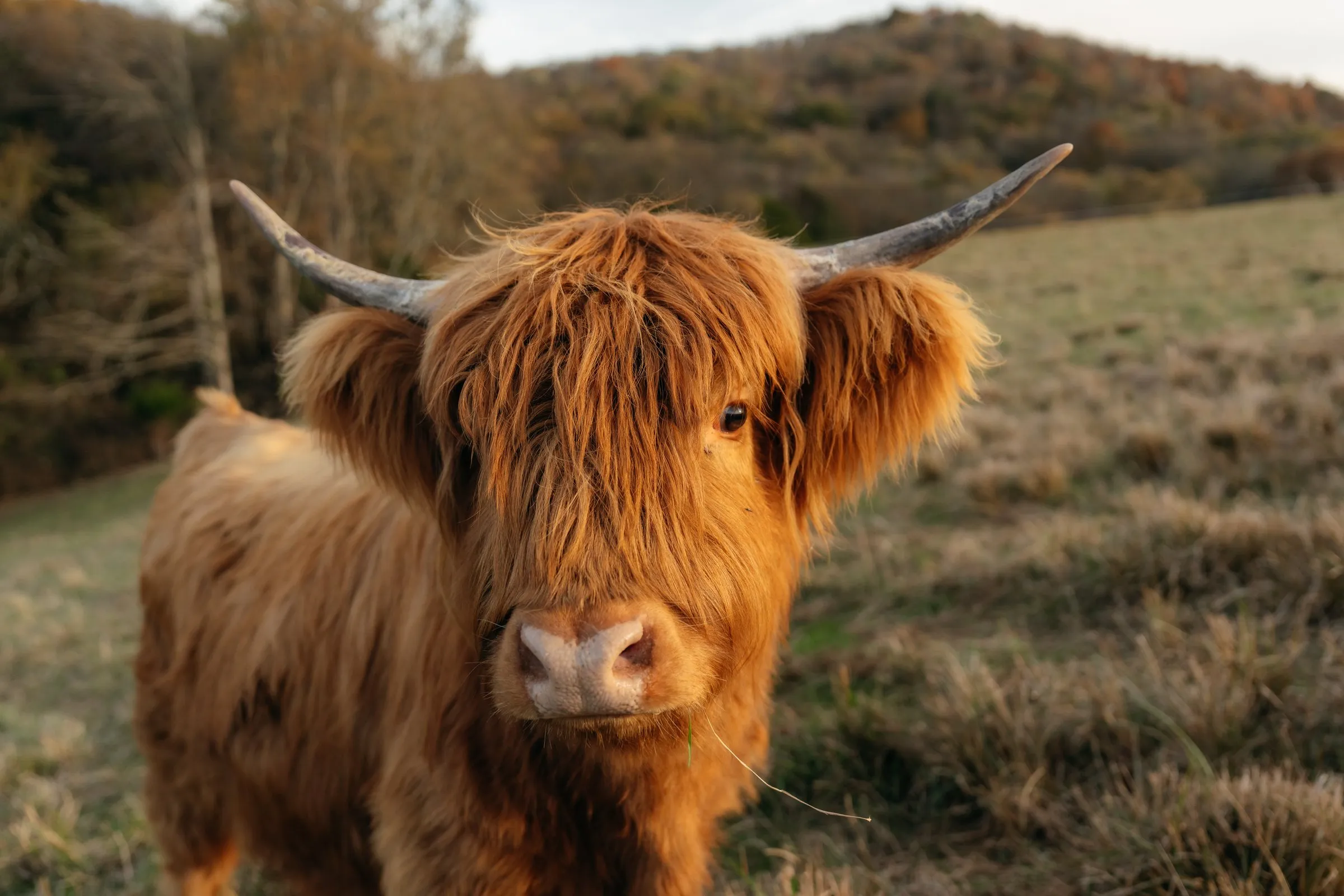 A young Highland with a shaggy fringe looks into the camera